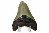 Fossil Megalodon Tooth - South Carolina #164968-2